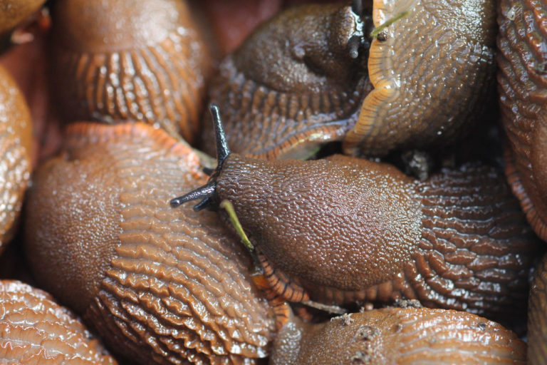 Espèces envahissantes de limaces et d'escargots