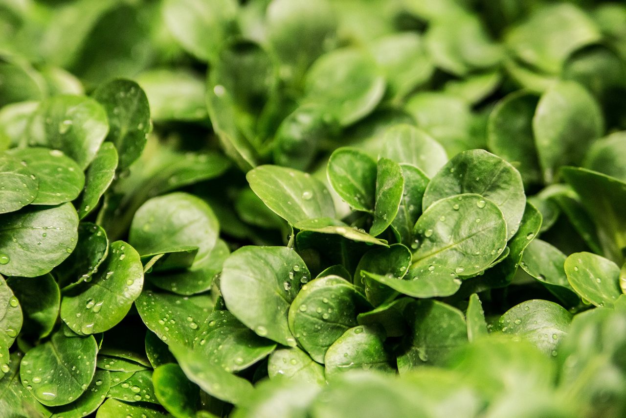 Anti-limaces "fait maison" pour votre jardin | DIY