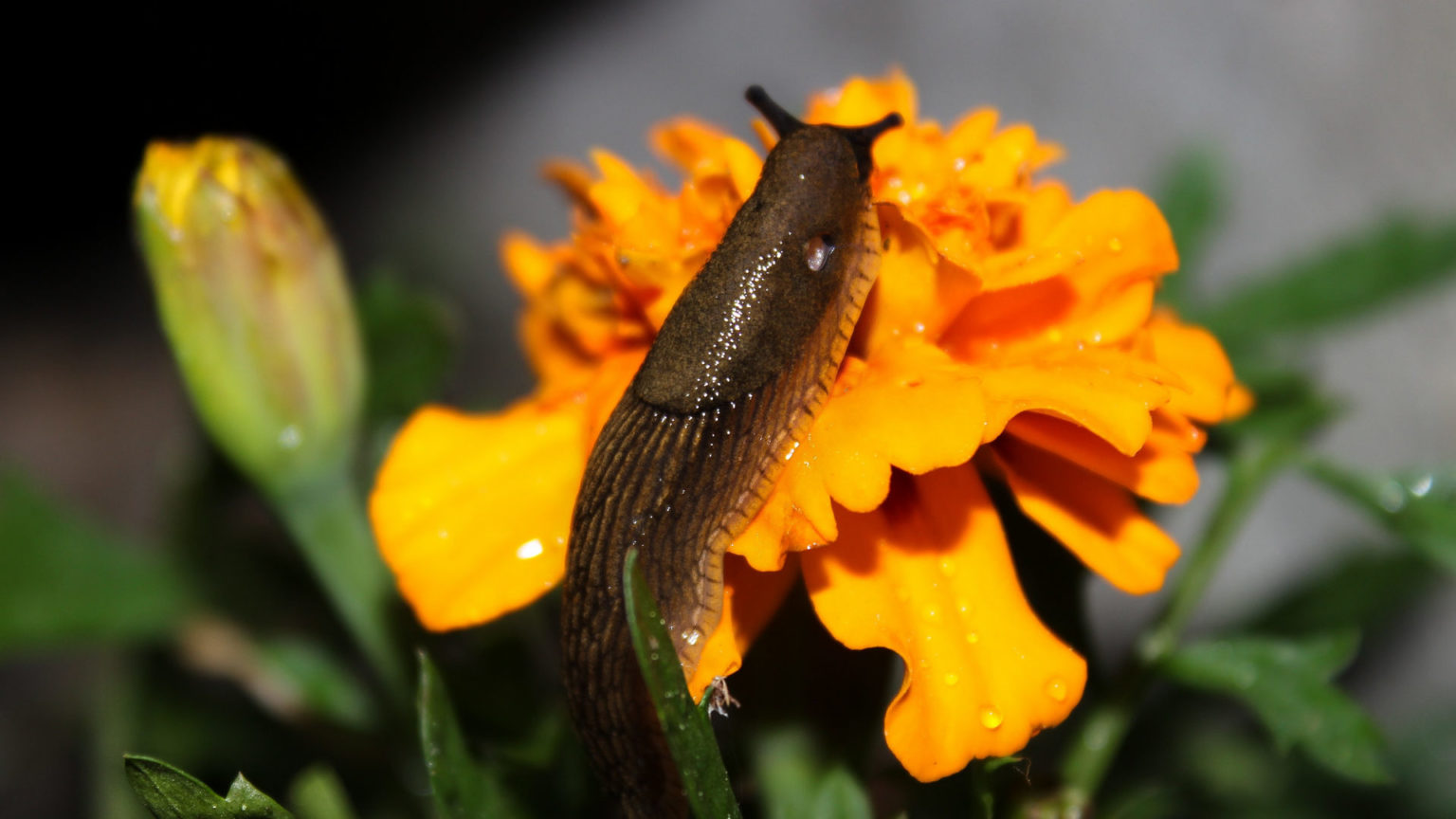 Les plantes que les limaces aiment manger Légumes, herbes et fleurs