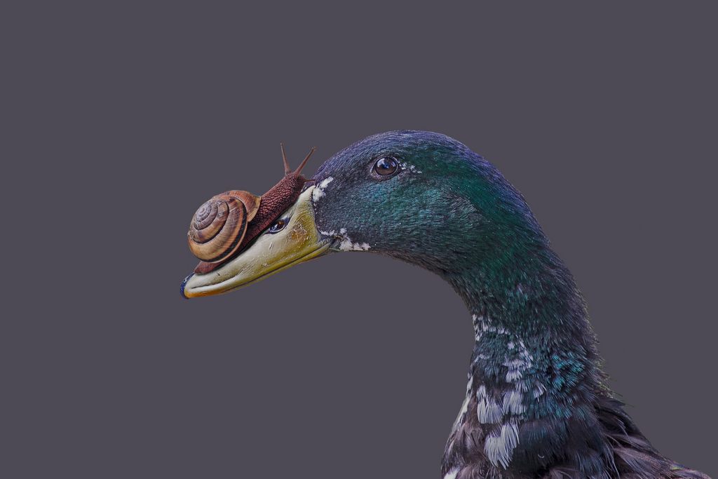 Canards coureurs