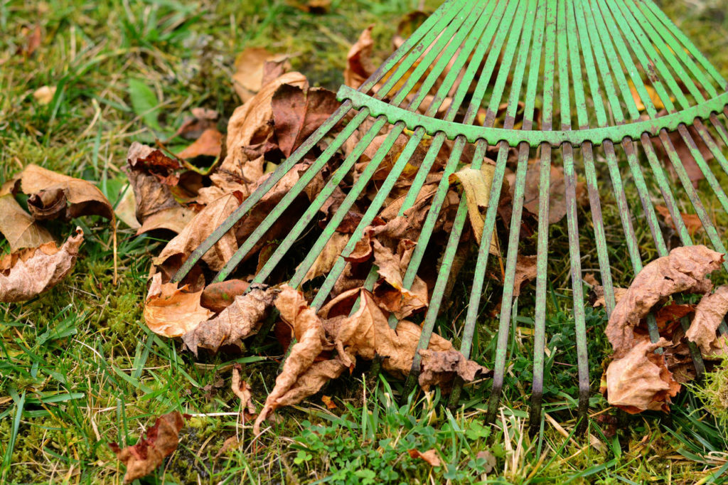 Faites plaisir aux insectes et laissez les feuilles en tas autour de votre jardin.