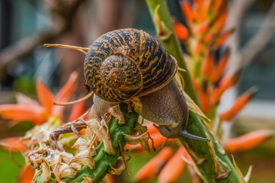 Qu'estce que les limaces et les escargots aiment manger — free download