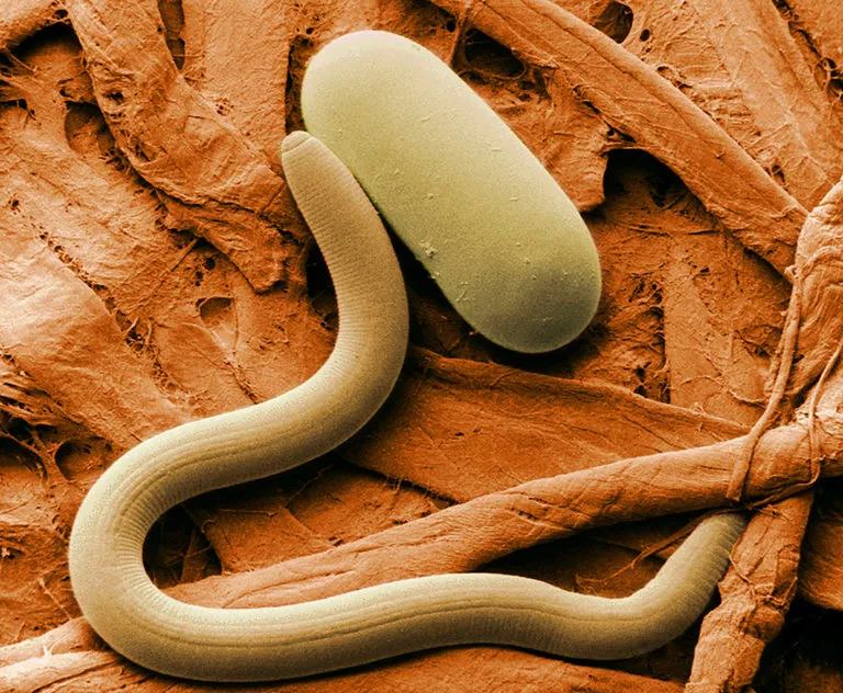 Nématodes pour les limaces et les escargots