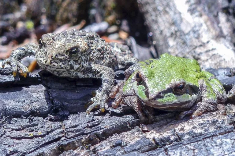 Prédateurs des limaces
