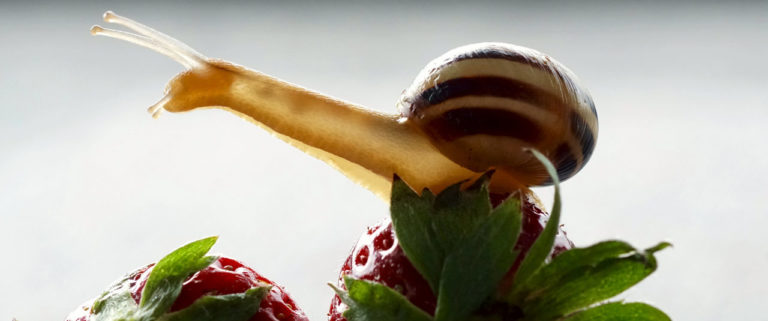 Qu'est-ce que les limaces et les escargots aiment manger