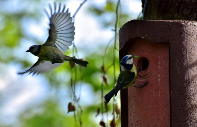 Comment attirer les oiseaux dans votre jardin | Et comment accrocher une cabane à oiseaux attirer les oiseaux dans votre jardin
