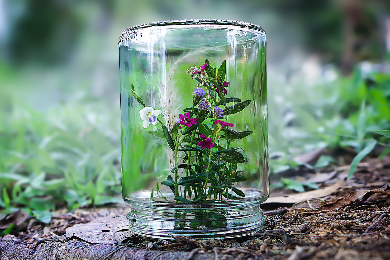 Anti-limaces "fait maison" pour votre jardin | DIY