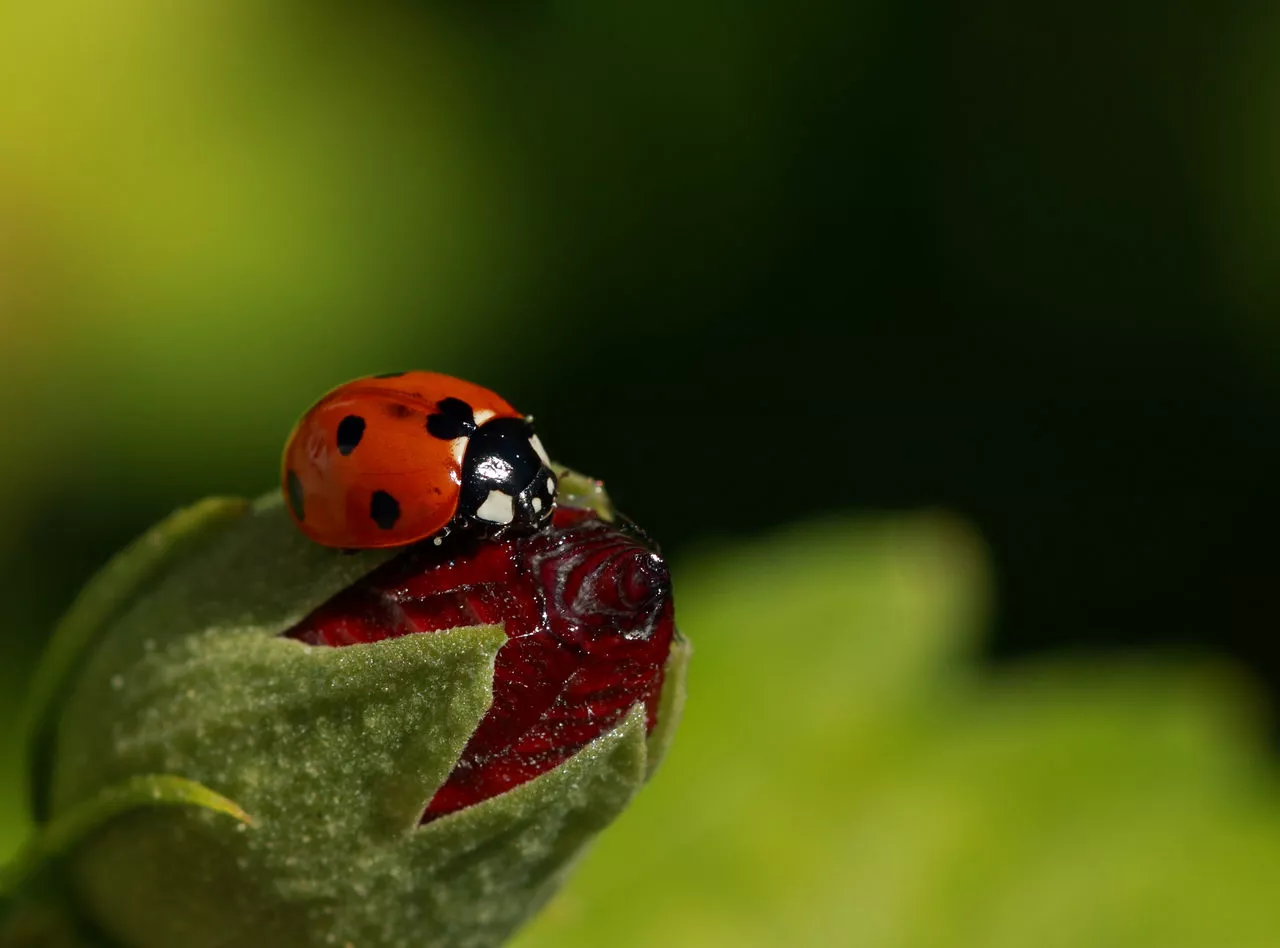 Insectes utiles