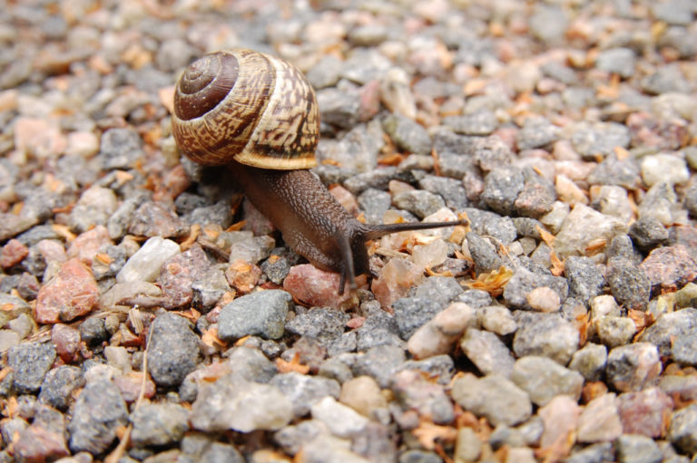 Farine de roche : Les petites pierres peuvent-elles arrêter les limaces et les escargots ? farine de roche est-elle efficace contre les limaces